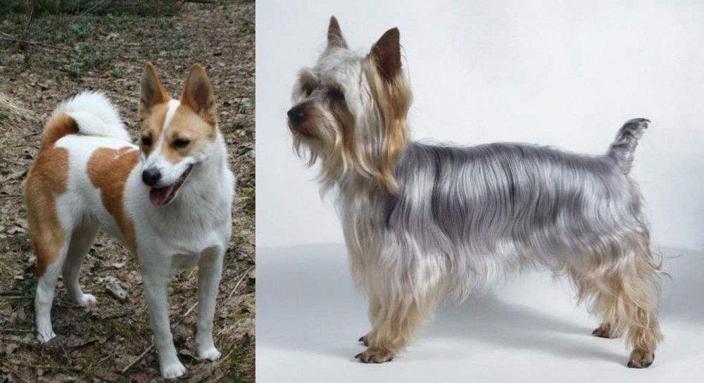Silky Terrier vs Norrbottenspets - Breed Comparison
