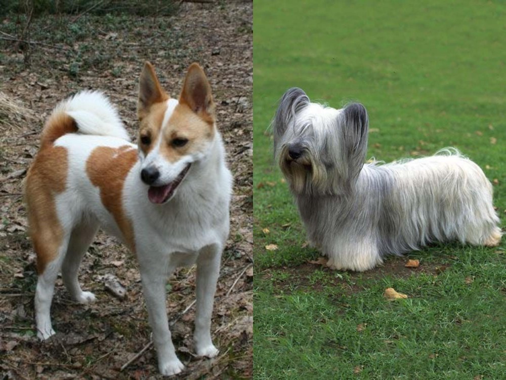 Skye Terrier vs Norrbottenspets - Breed Comparison