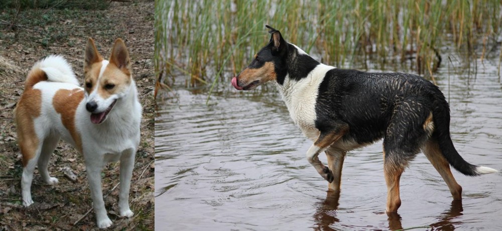 Smooth Collie vs Norrbottenspets - Breed Comparison