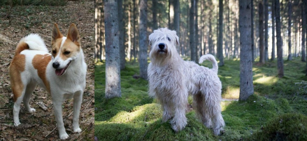 Soft-Coated Wheaten Terrier vs Norrbottenspets - Breed Comparison