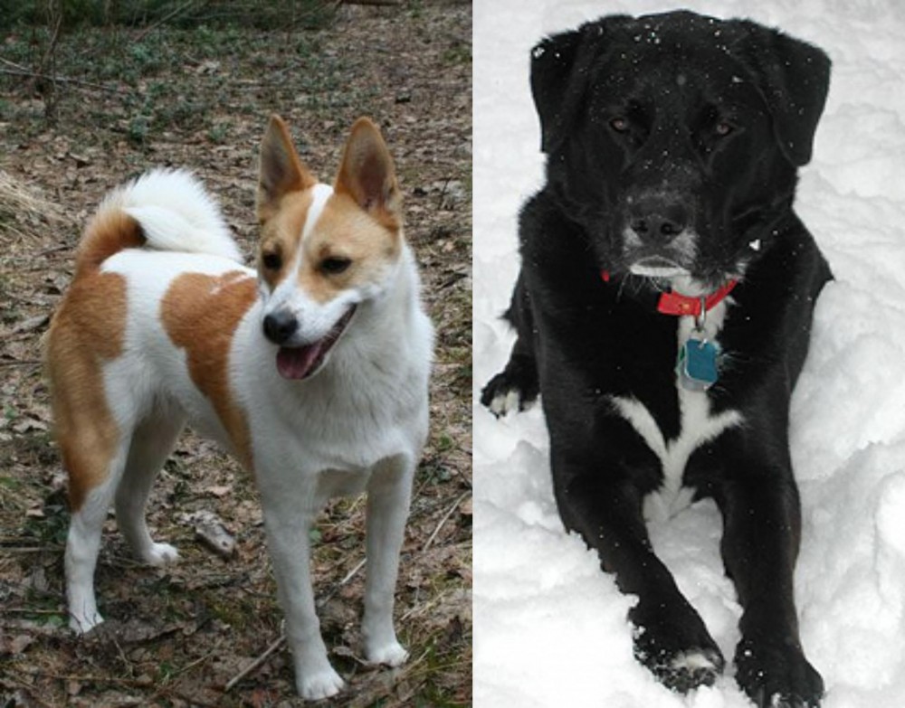 St. John's Water Dog vs Norrbottenspets - Breed Comparison