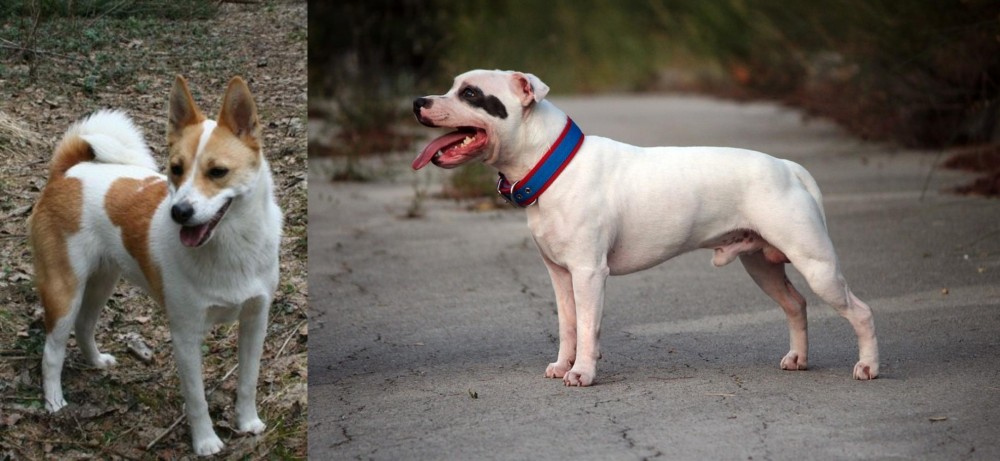 Staffordshire Bull Terrier vs Norrbottenspets - Breed Comparison