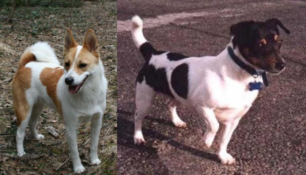 Teddy Roosevelt Terrier vs Norrbottenspets - Breed Comparison