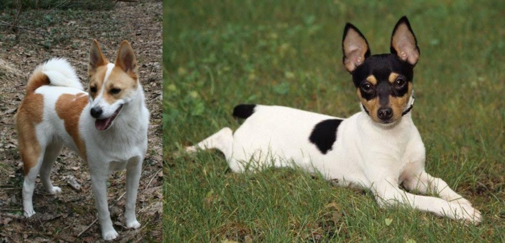 Toy Fox Terrier vs Norrbottenspets - Breed Comparison