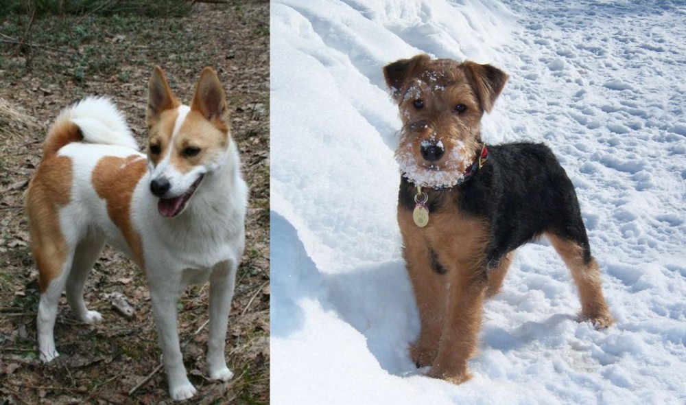 Welsh Terrier vs Norrbottenspets - Breed Comparison