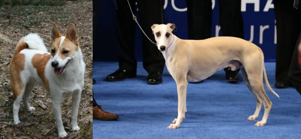 Whippet vs Norrbottenspets - Breed Comparison