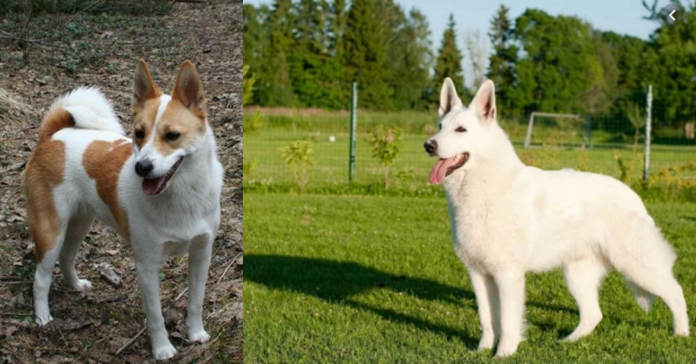 White Shepherd vs Norrbottenspets - Breed Comparison