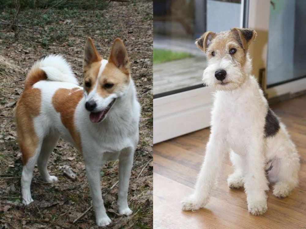 Wire Fox Terrier vs Norrbottenspets - Breed Comparison