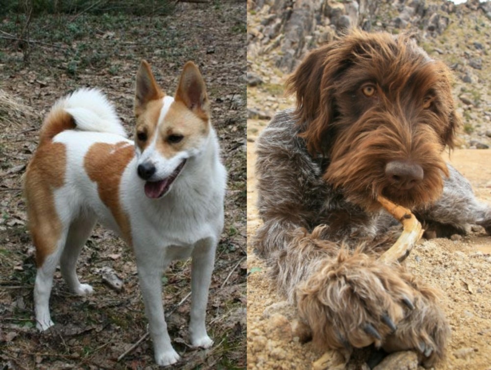 Wirehaired Pointing Griffon vs Norrbottenspets - Breed Comparison