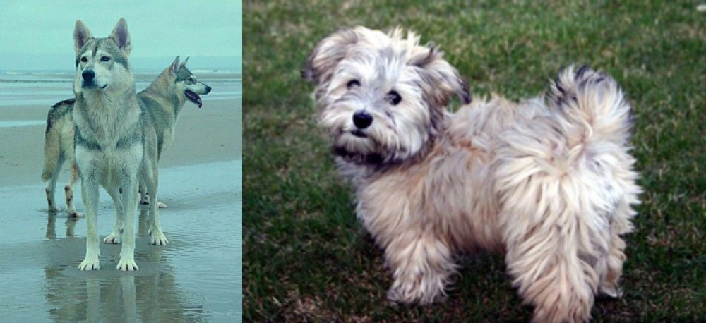 Havapoo vs Northern Inuit Dog - Breed Comparison