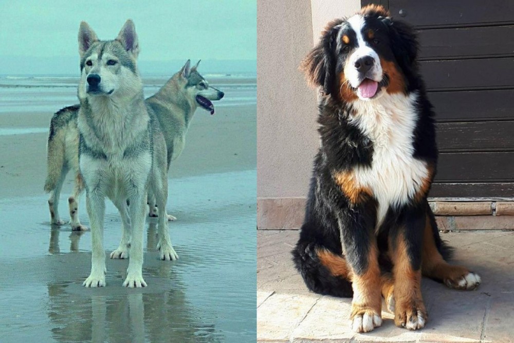 Mountain Burmese vs Northern Inuit Dog - Breed Comparison