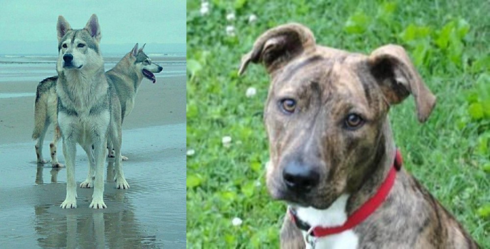 Mountain Cur vs Northern Inuit Dog - Breed Comparison