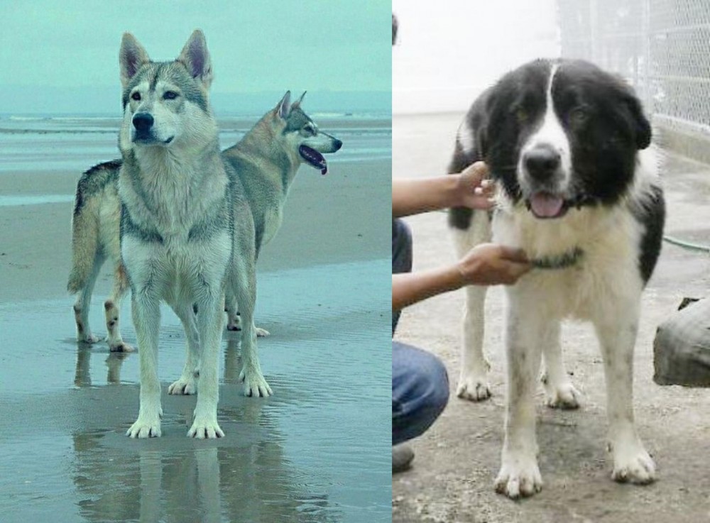 Mucuchies vs Northern Inuit Dog - Breed Comparison