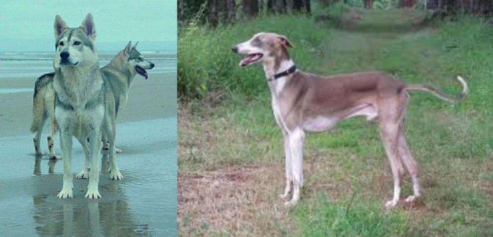 Mudhol Hound vs Northern Inuit Dog - Breed Comparison