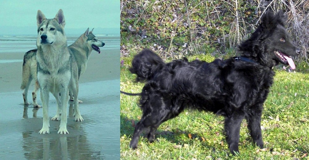 Mudi vs Northern Inuit Dog - Breed Comparison
