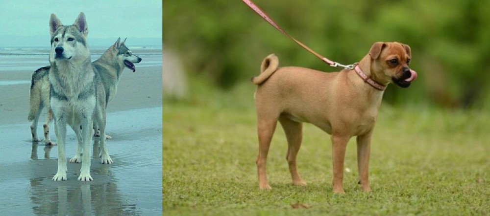 Muggin vs Northern Inuit Dog - Breed Comparison