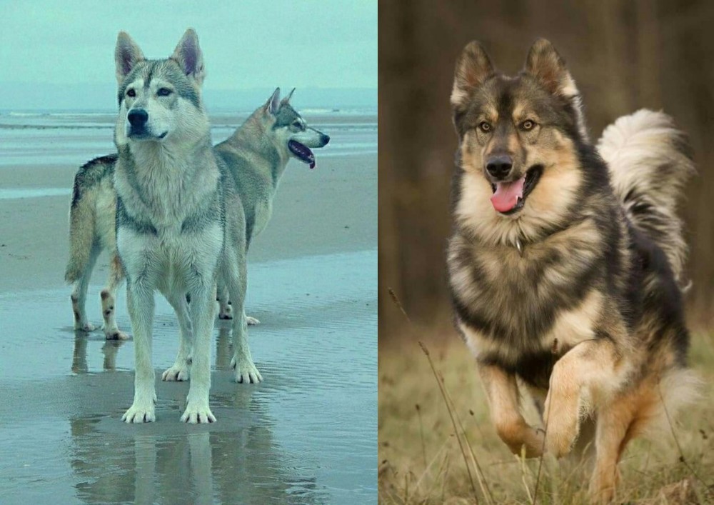 Native American Indian Dog vs Northern Inuit Dog - Breed Comparison