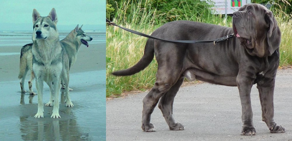 Neapolitan Mastiff vs Northern Inuit Dog - Breed Comparison