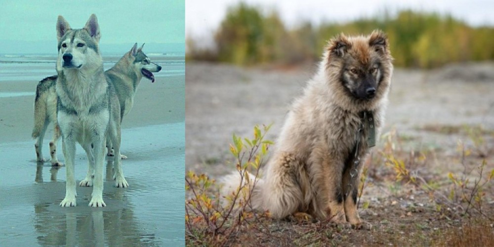 Nenets Herding Laika vs Northern Inuit Dog - Breed Comparison