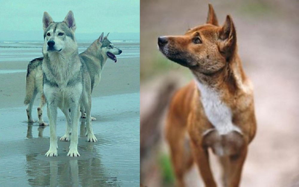 New Guinea Singing Dog vs Northern Inuit Dog - Breed Comparison