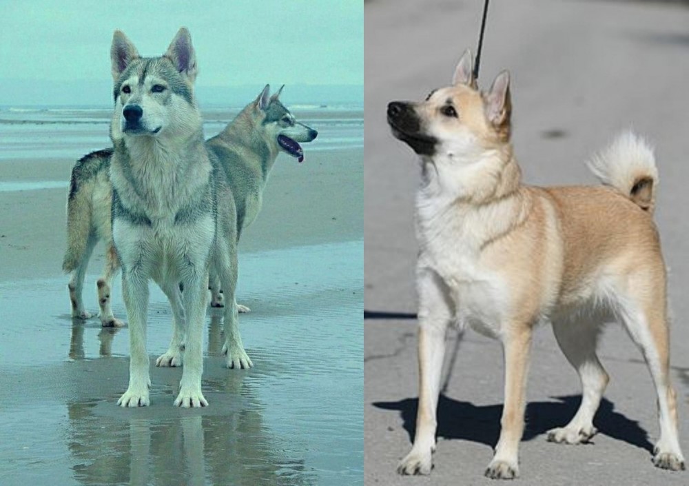 Norwegian Buhund vs Northern Inuit Dog - Breed Comparison