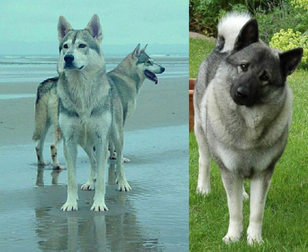 Norwegian Elkhound vs Northern Inuit Dog - Breed Comparison