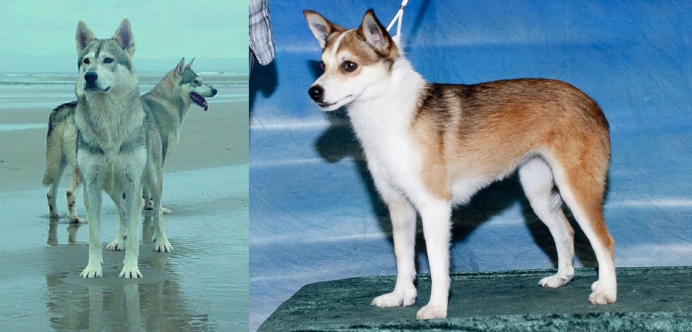 Norwegian Lundehund vs Northern Inuit Dog - Breed Comparison