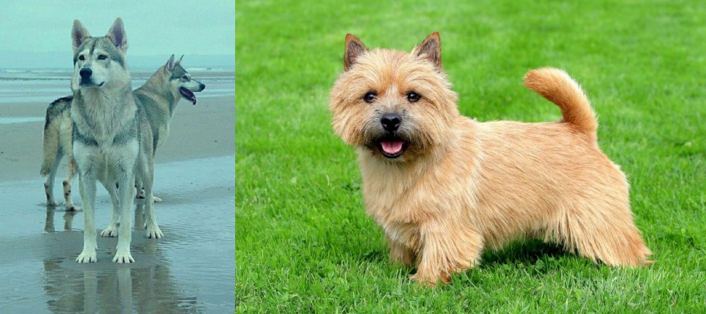 Norwich Terrier vs Northern Inuit Dog - Breed Comparison