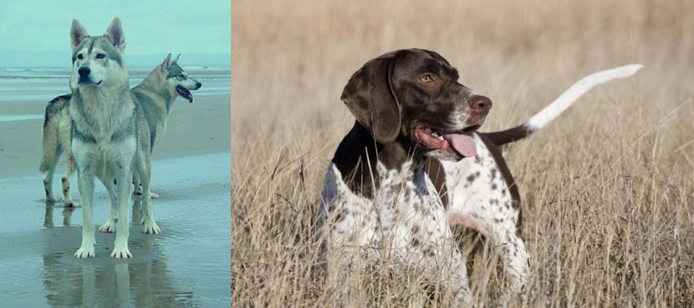 Old Danish Pointer vs Northern Inuit Dog - Breed Comparison