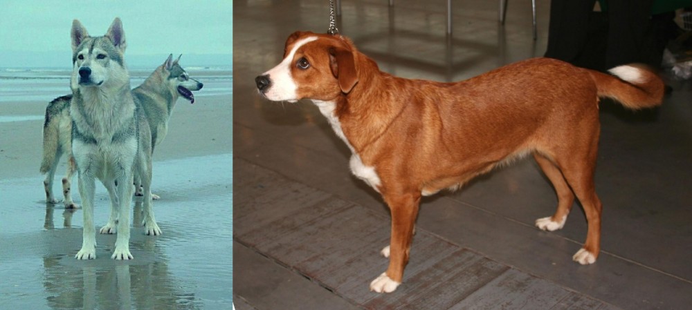 Osterreichischer Kurzhaariger Pinscher vs Northern Inuit Dog - Breed Comparison
