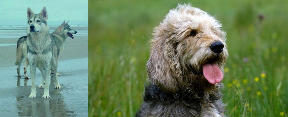 Otterhound vs Northern Inuit Dog - Breed Comparison
