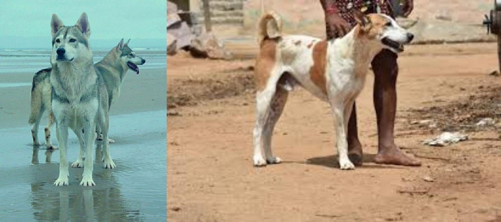 Pandikona vs Northern Inuit Dog - Breed Comparison