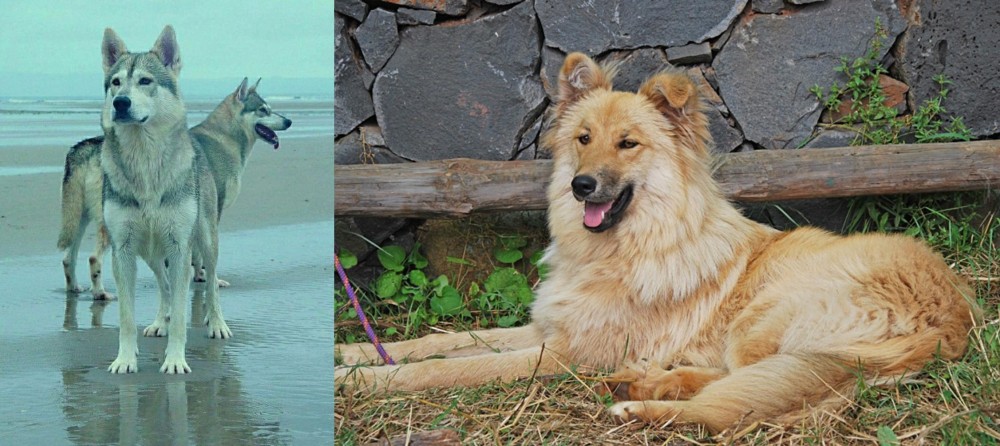 Pastor Garafiano vs Northern Inuit Dog - Breed Comparison