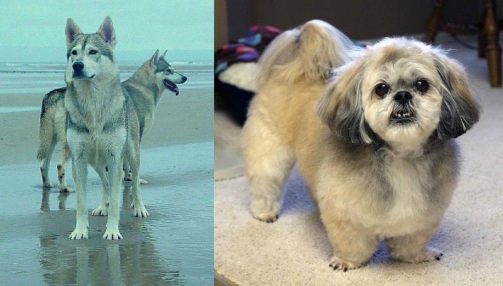 PekePoo vs Northern Inuit Dog - Breed Comparison