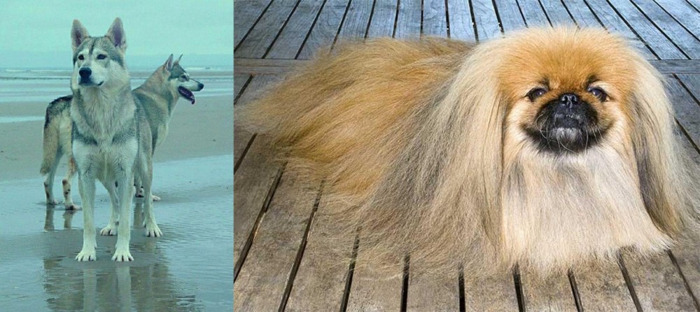 Pekingese vs Northern Inuit Dog - Breed Comparison