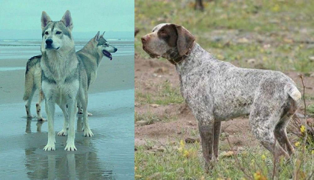 Perdiguero de Burgos vs Northern Inuit Dog - Breed Comparison