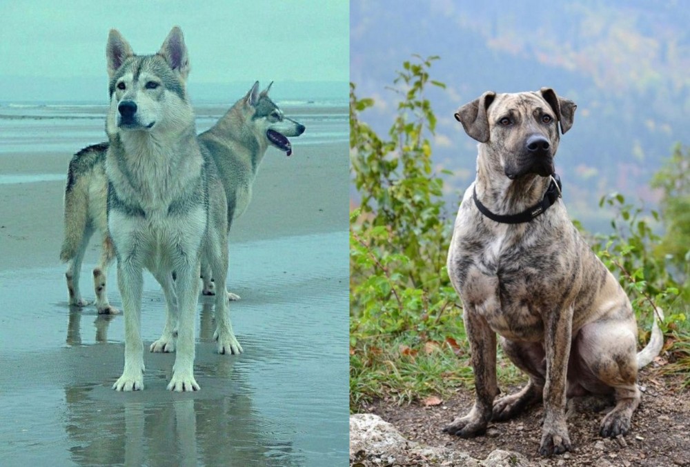 Perro Cimarron vs Northern Inuit Dog - Breed Comparison