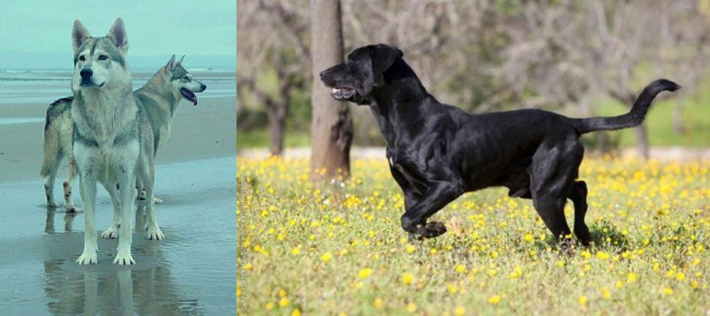 Perro de Pastor Mallorquin vs Northern Inuit Dog - Breed Comparison