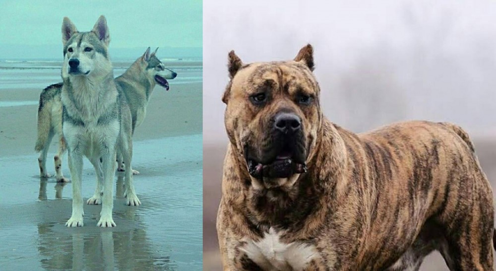 Perro de Presa Canario vs Northern Inuit Dog - Breed Comparison