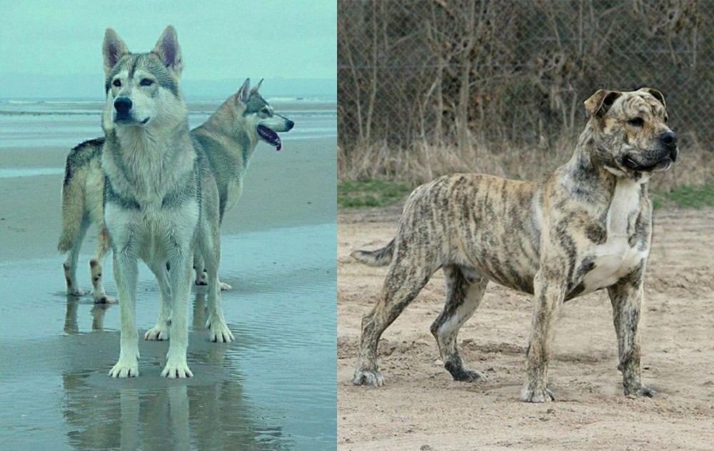 Perro de Presa Mallorquin vs Northern Inuit Dog - Breed Comparison