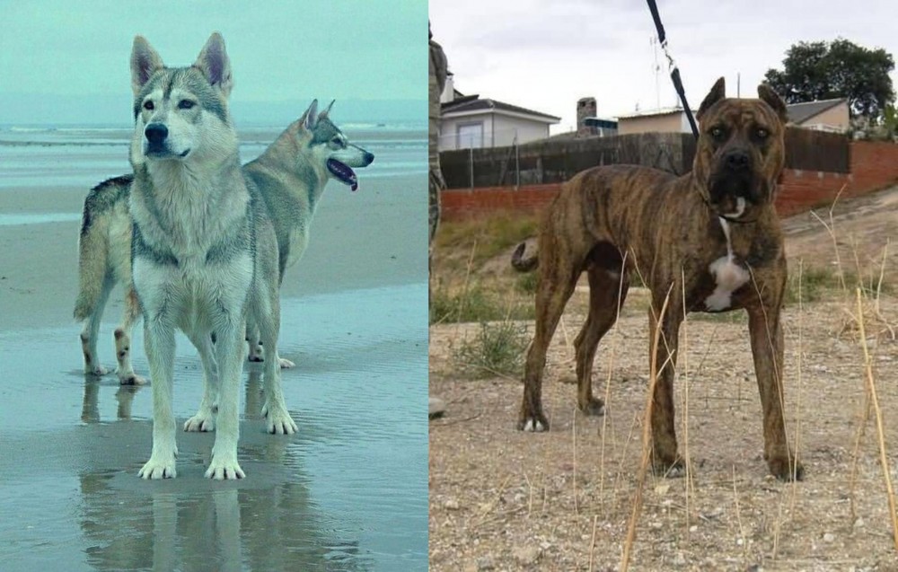 Perro de Toro vs Northern Inuit Dog - Breed Comparison