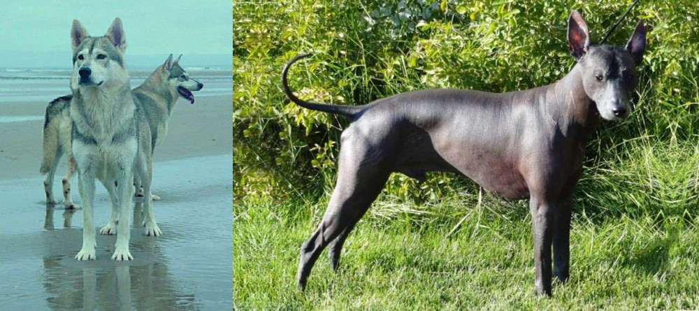 Peruvian Hairless vs Northern Inuit Dog - Breed Comparison