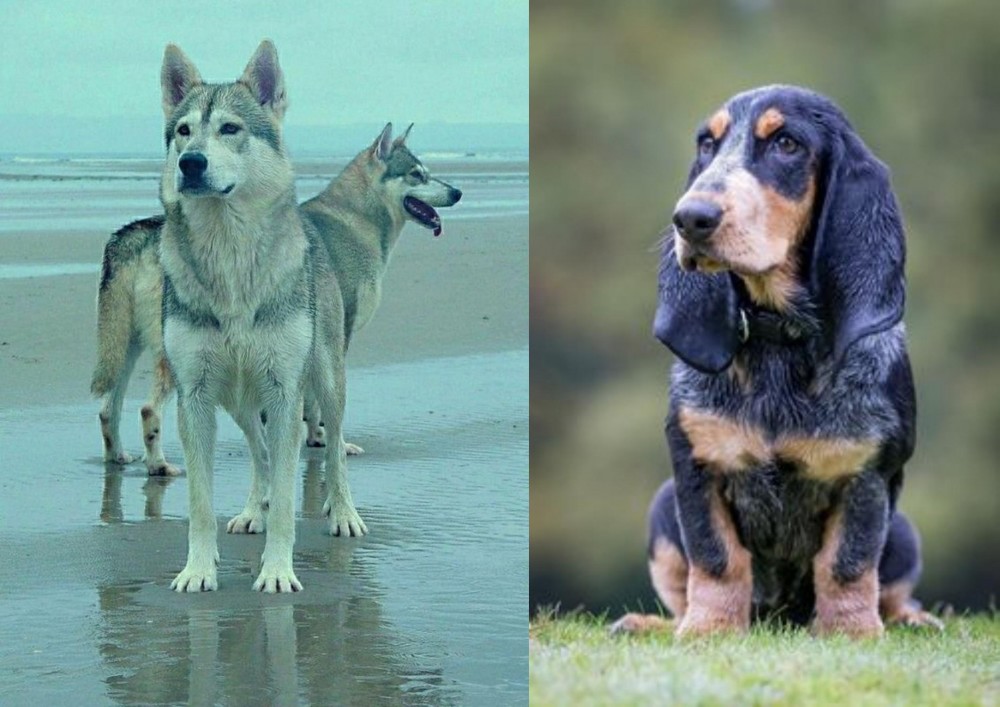 Petit Bleu de Gascogne vs Northern Inuit Dog - Breed Comparison