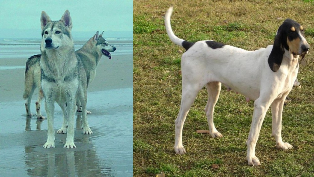Petit Gascon Saintongeois vs Northern Inuit Dog - Breed Comparison
