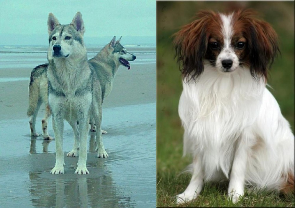 Phalene vs Northern Inuit Dog - Breed Comparison