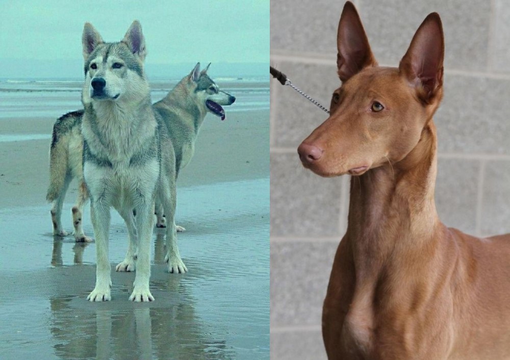 Pharaoh Hound vs Northern Inuit Dog - Breed Comparison