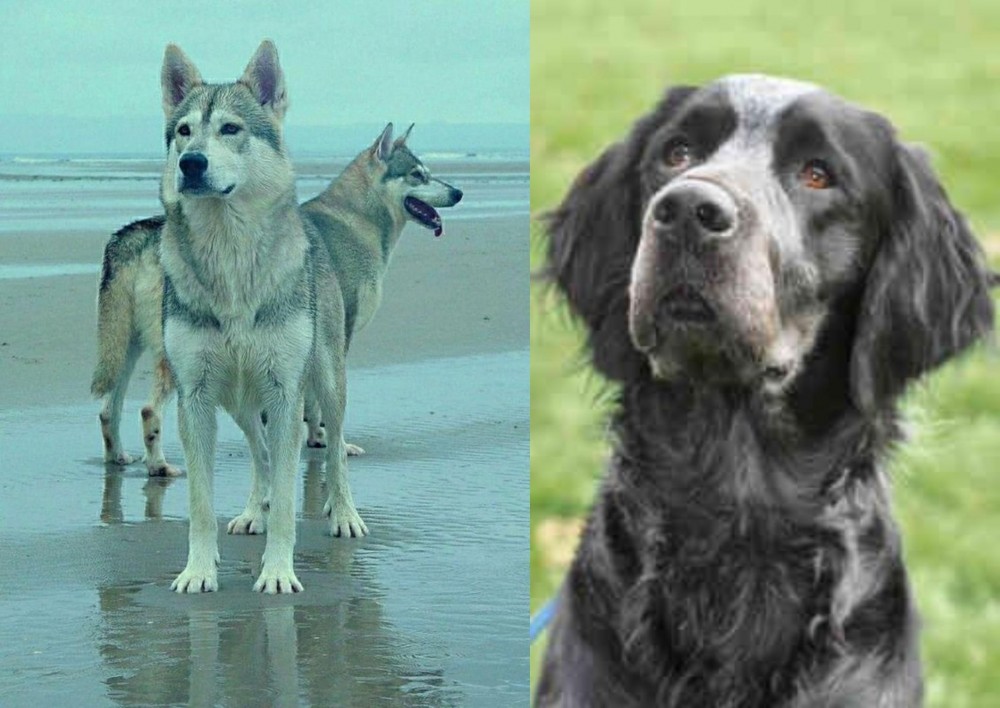 Picardy Spaniel vs Northern Inuit Dog - Breed Comparison