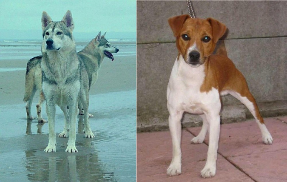 Plummer Terrier vs Northern Inuit Dog - Breed Comparison