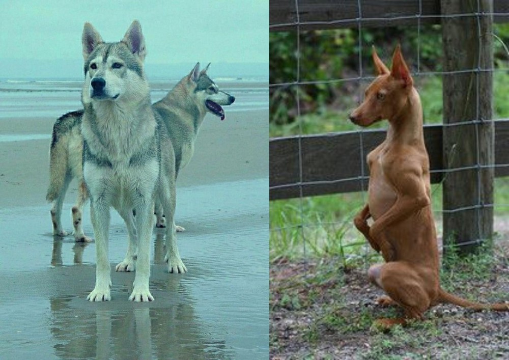 Podenco Andaluz vs Northern Inuit Dog - Breed Comparison