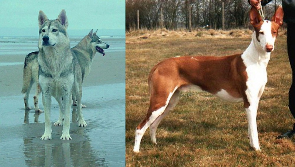 Podenco Canario vs Northern Inuit Dog - Breed Comparison